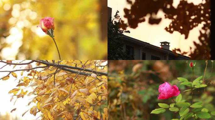 北京的秋天自然写意镜头