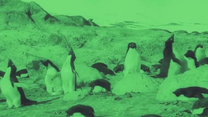 20年代南极企鹅