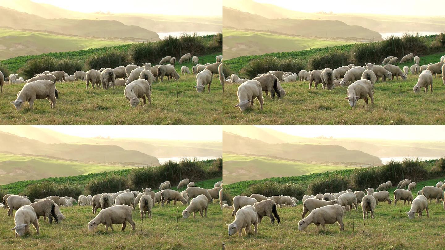 羊群草原草地羊吃草牧羊