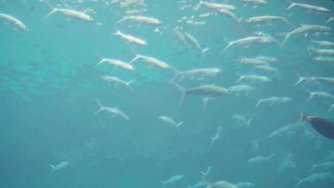 水下 摄影 海洋生物 鱼类  海底
