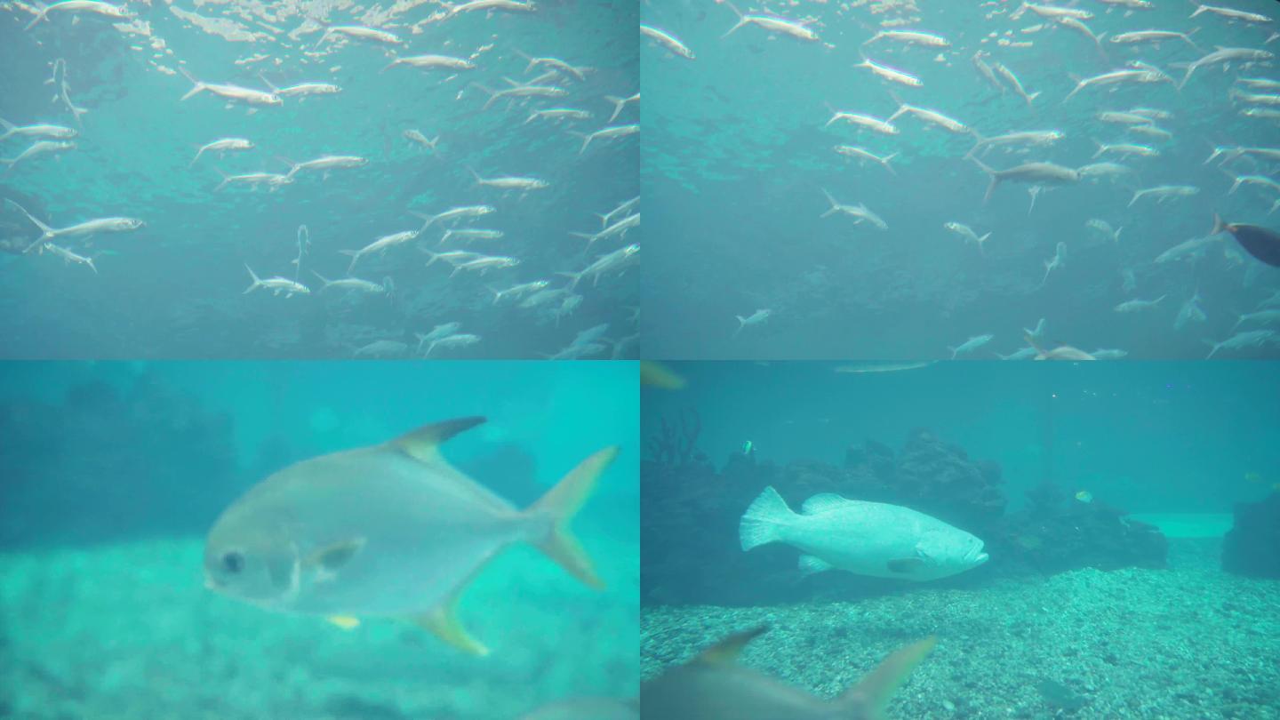 水下 摄影 海洋生物 鱼类  海底