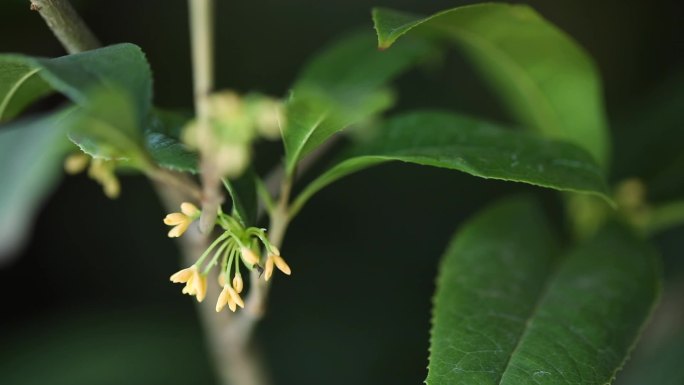 开花的桂花树特写