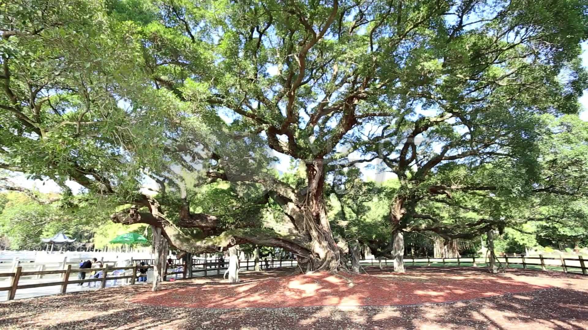 福州千年大榕树,大榕树,大榕树风景区(第4页)_大山谷图库