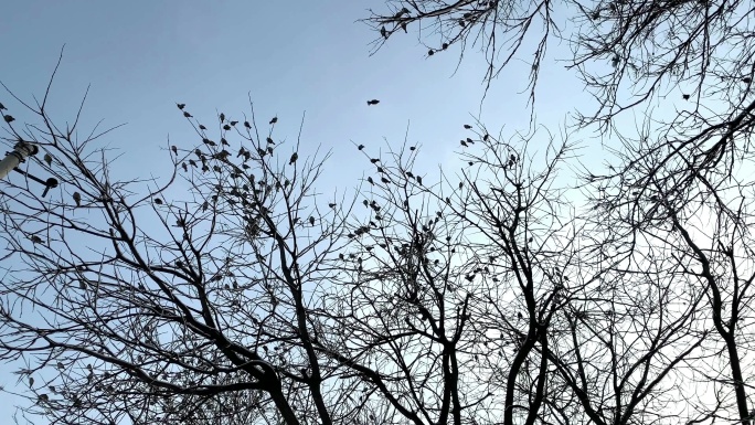 4k拍摄素材雪过天晴落在枝头休息的鸟群