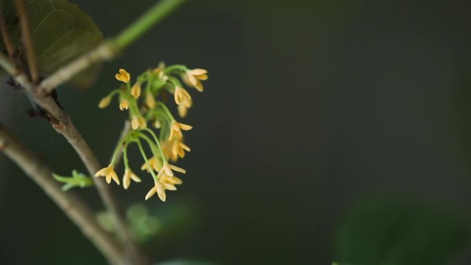 树枝上盛开的桂花