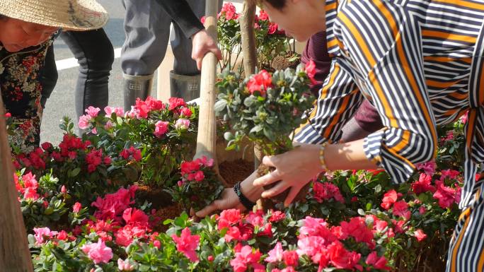 道路绿化美化、路边种花