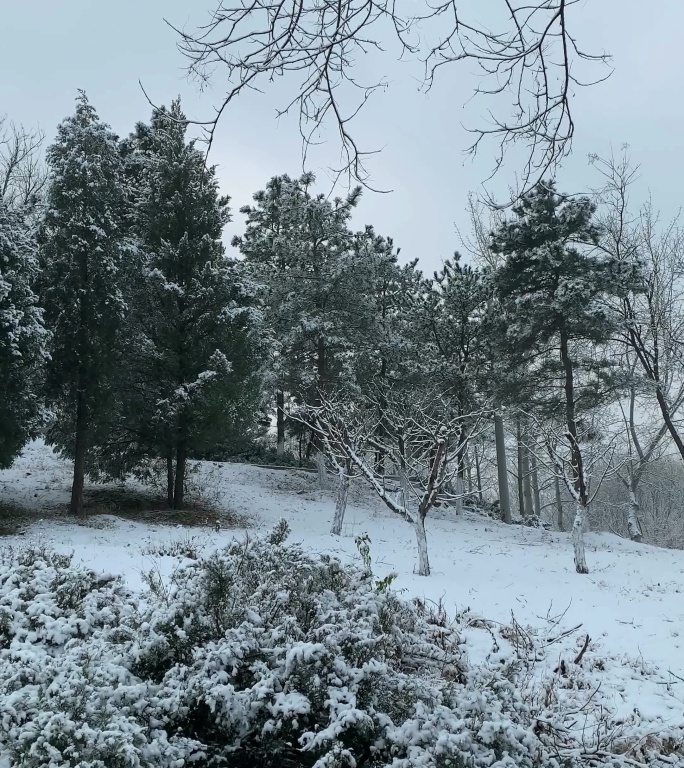 竖屏拍摄4K雪后树林