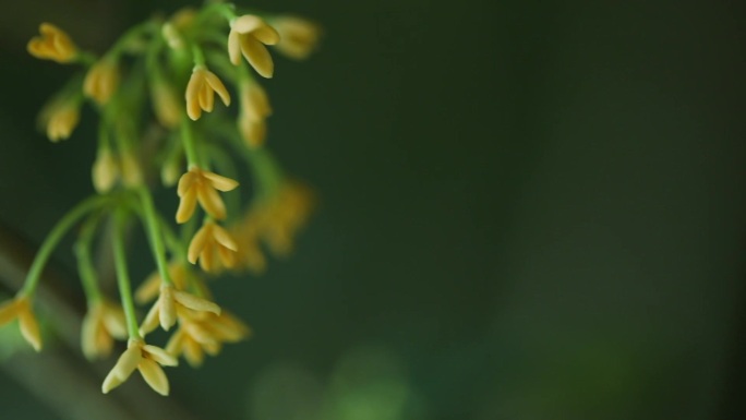 桂花特写