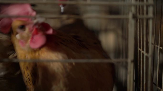 养鸡厂母鸡特写动态实拍视频素材
