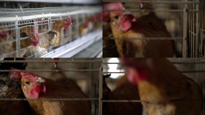 养鸡厂母鸡特写动态实拍视频素材