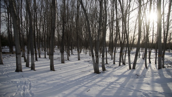 冬日雪地的小树林