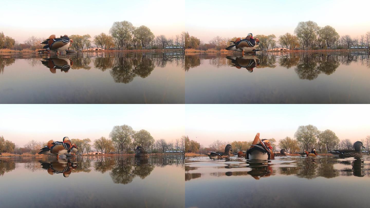 静谧湖面上的鸳鸯视频素材