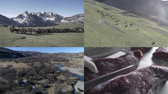 高原雪山野生藏牦牛肉航拍检验排酸加工特写