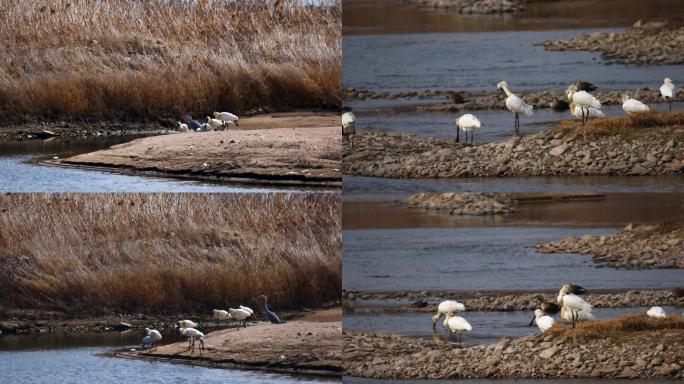 春季候鸟白脸琵鹭路过丹东湿地