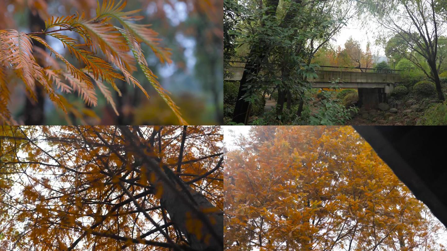 秋天公园落叶松树