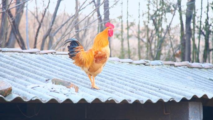 黑土猪走地鸡牲畜养殖蔬菜大棚