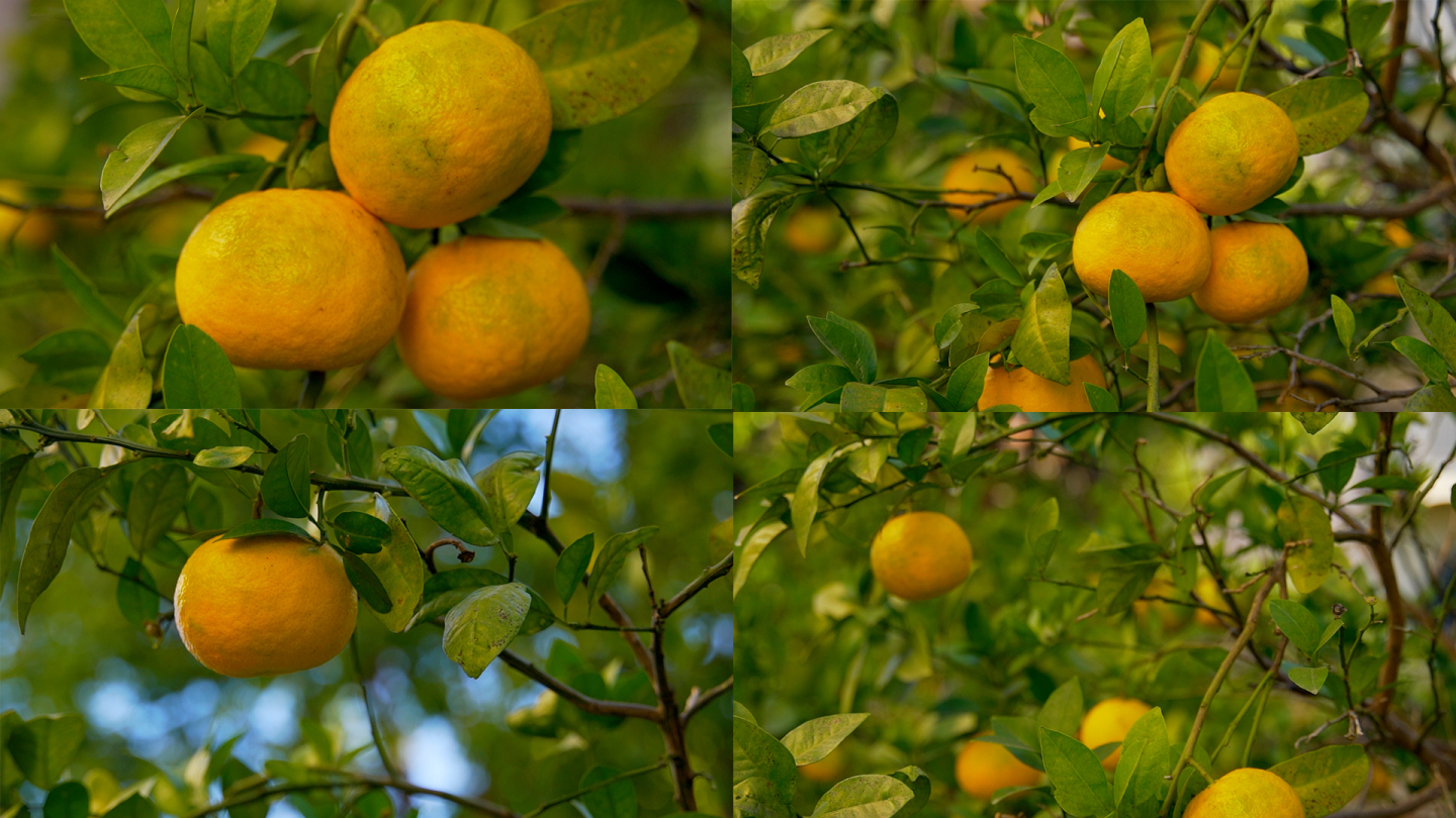 橘子桔子柑橘果树秋天成熟