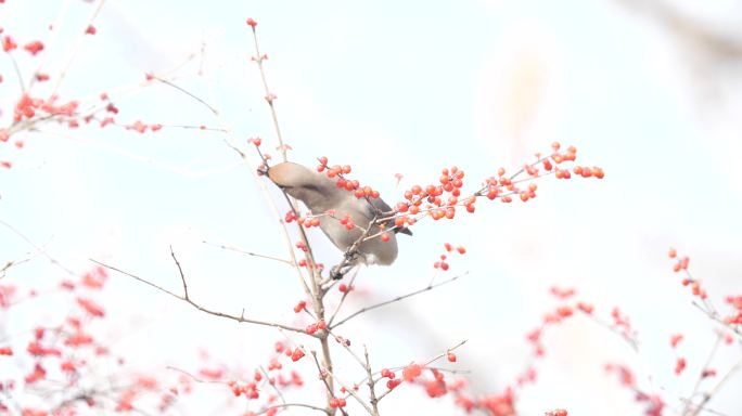 冬天里的太阳鸟(1)