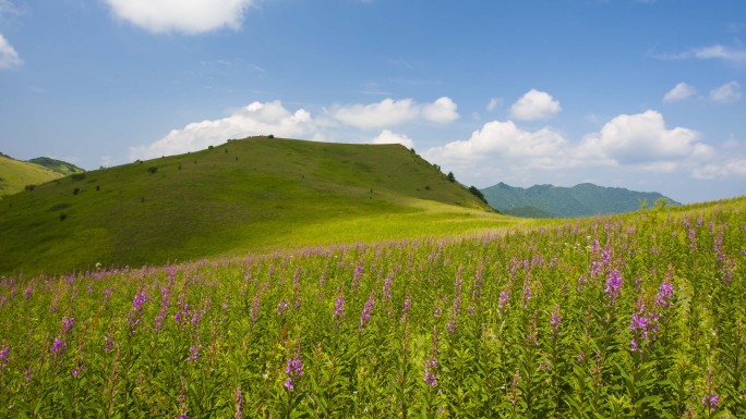 可商用 原创4k延时摄影 高山草甸野花