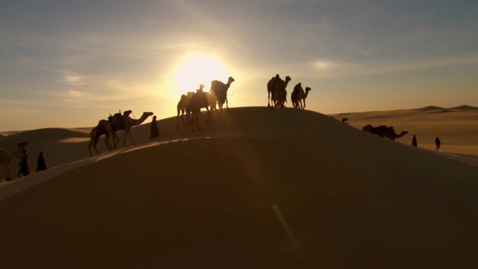 沙漠駱駝