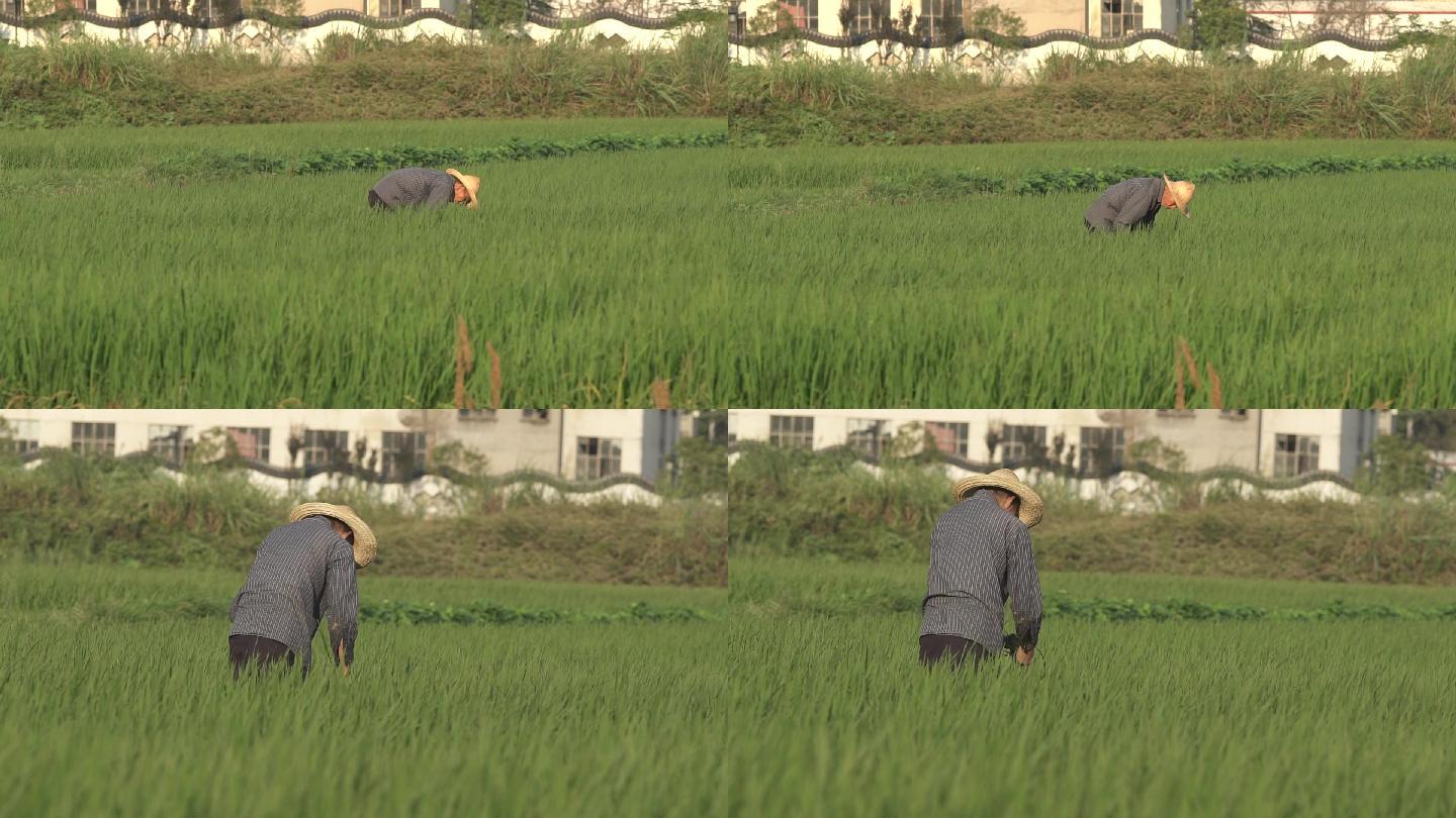 农民伯伯水稻田间劳作耕作耕种的情景