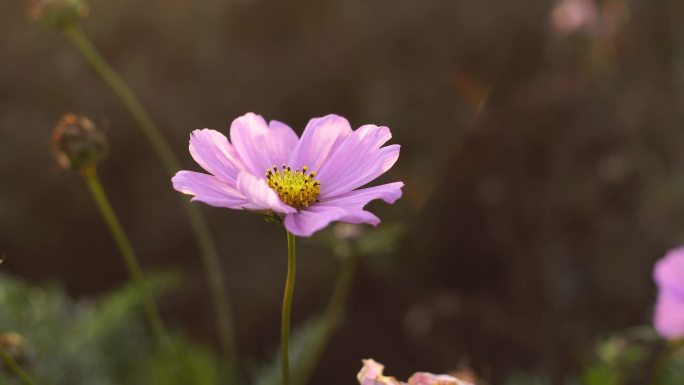 4K小清新唯美花丛花朵