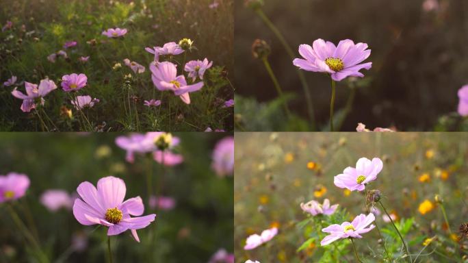 4K小清新唯美花丛花朵