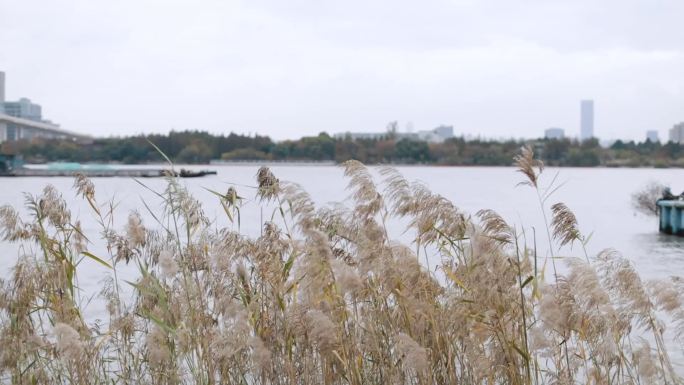 湖边芦苇空镜头