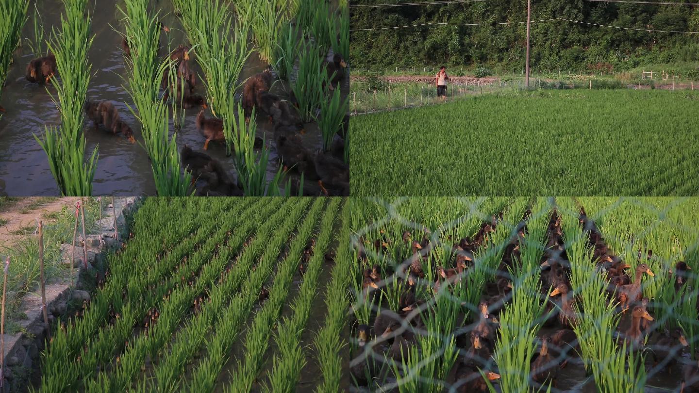 水稻田间鸭子绿色循环农业家畜鸭子叫声