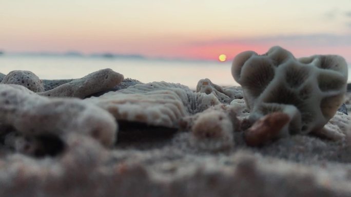 海边珊瑚沙滩落日夕阳贝壳大海