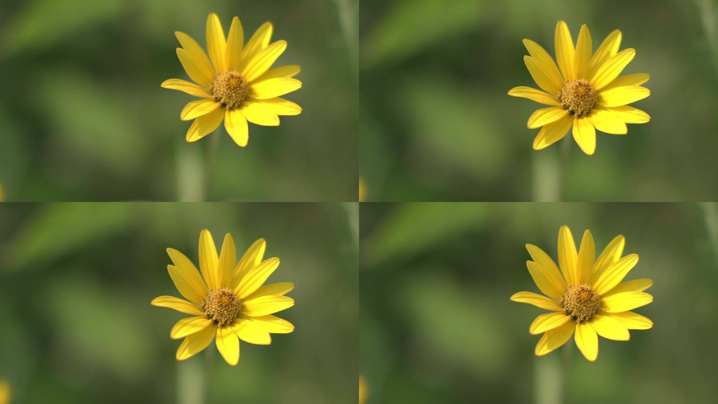 盛夏绽放的黄花菊花向日葵花野花菊芋花 19x1080 高清视频素材下载 编号 实拍视频 Vj师网www Vjshi Com