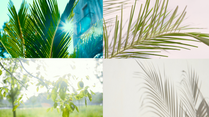 椰子树叶逆光树影热带植物