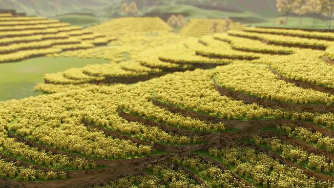 漫山遍野金黄色的油菜花梯田