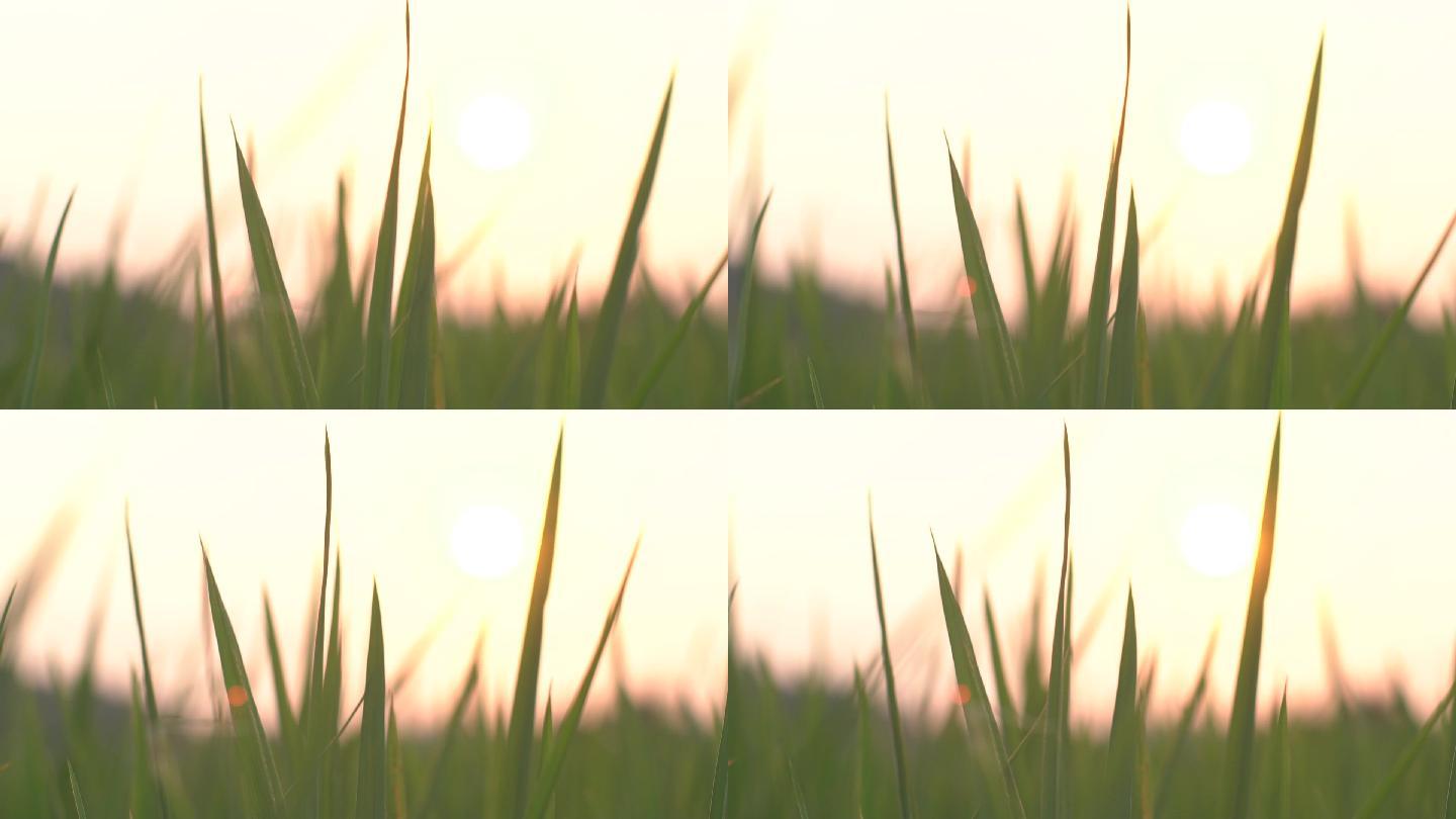 夕阳下水稻稻穗迎风飘动高速慢镜头