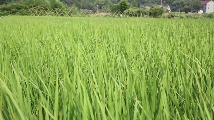 夏天的水稻早稻农业