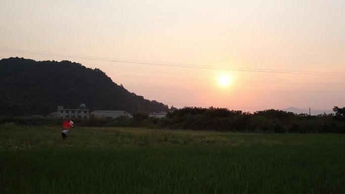 夕阳西下农民田间劳作大自然环境音水声鸟叫