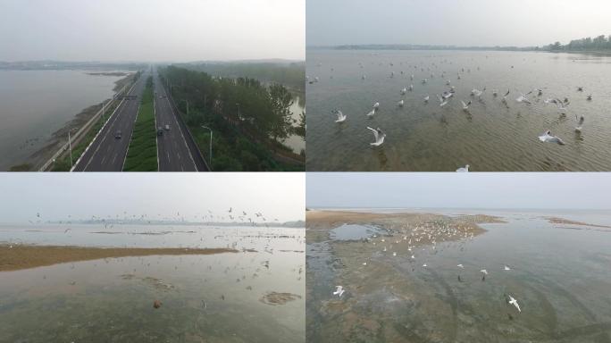 航拍北戴河湿地公园海鸟齐飞