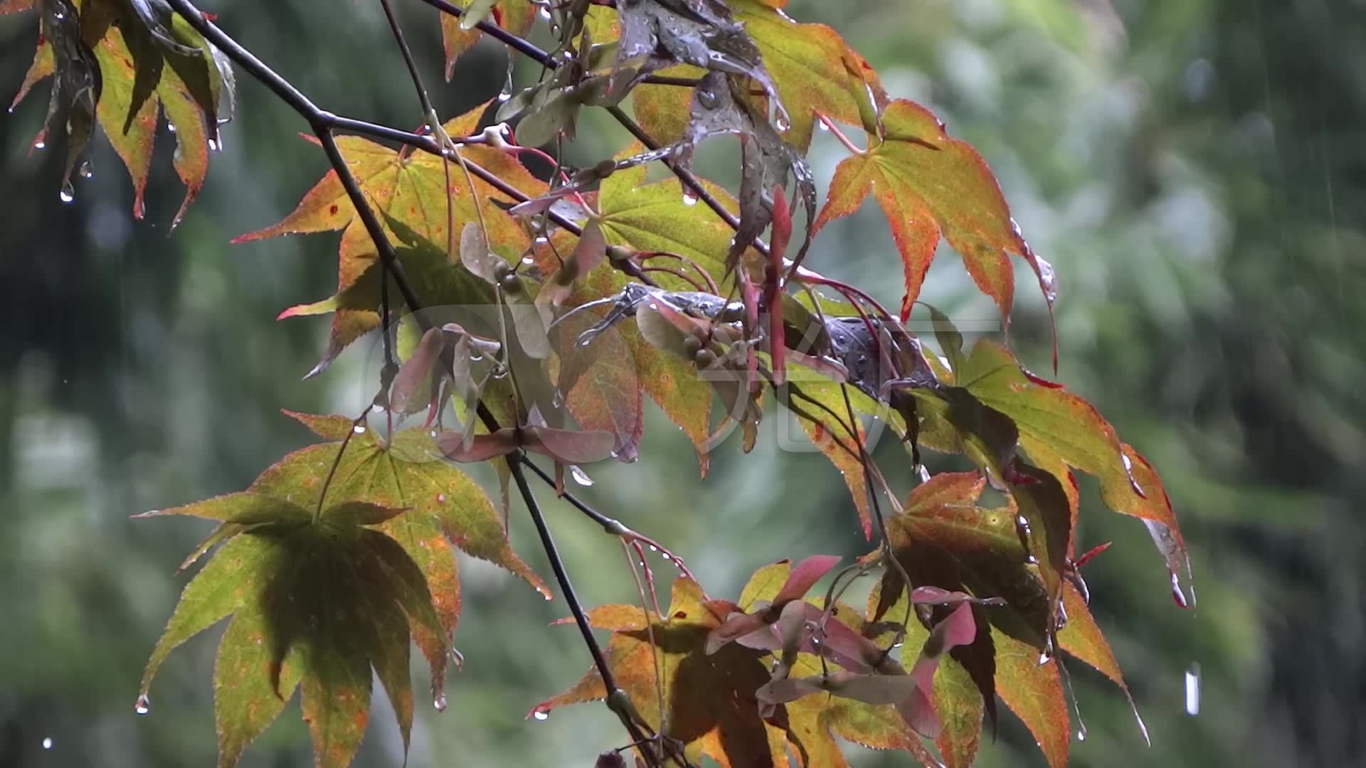 高清晰秋季枫树林路壁纸