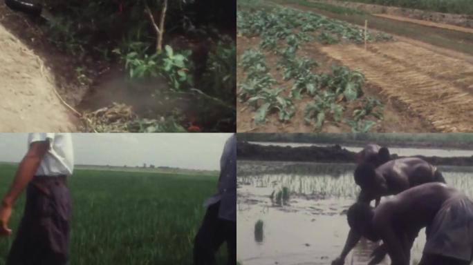 中国专家援助加纳农民