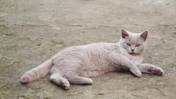 户外猫咪野猫宠物猫咪地上睡觉撒娇