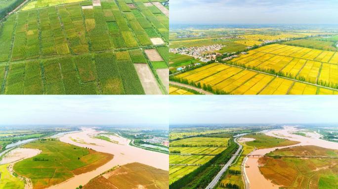 黄河，沿岸，农田，生态，大景