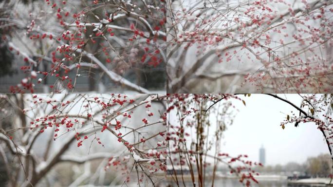 北京通州雪中金银忍冬果实通州燃灯佛舍利塔