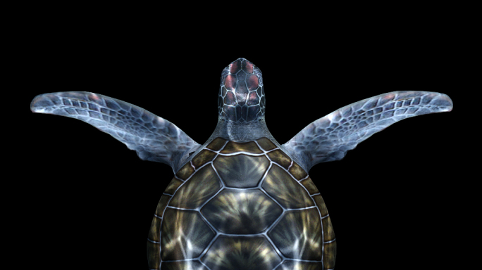 天幕地幕互动媒体超写实海龟带通道循环动画