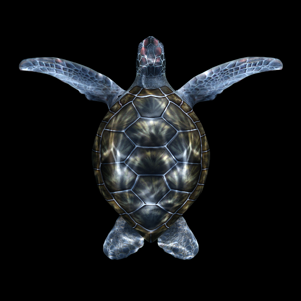 天幕地幕互动媒体超写实海龟带通道循环动画
