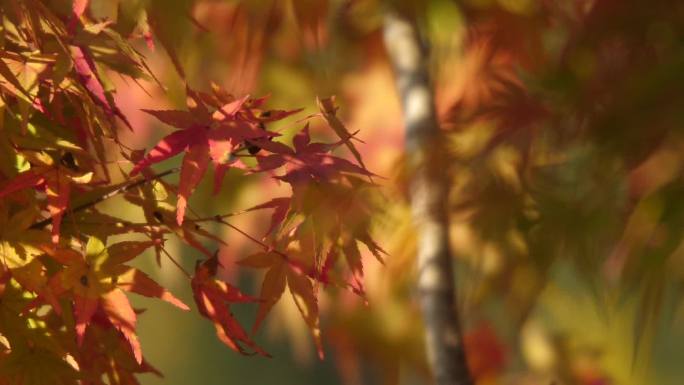 秋天公园红枫叶空镜