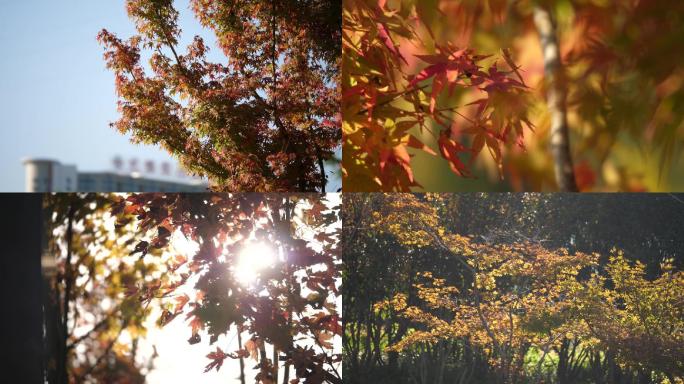 秋天公园红枫叶空镜