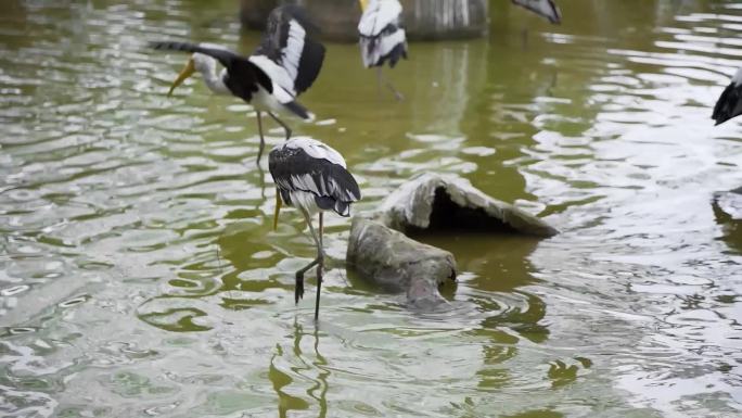 水中白鹤鸟群禽类