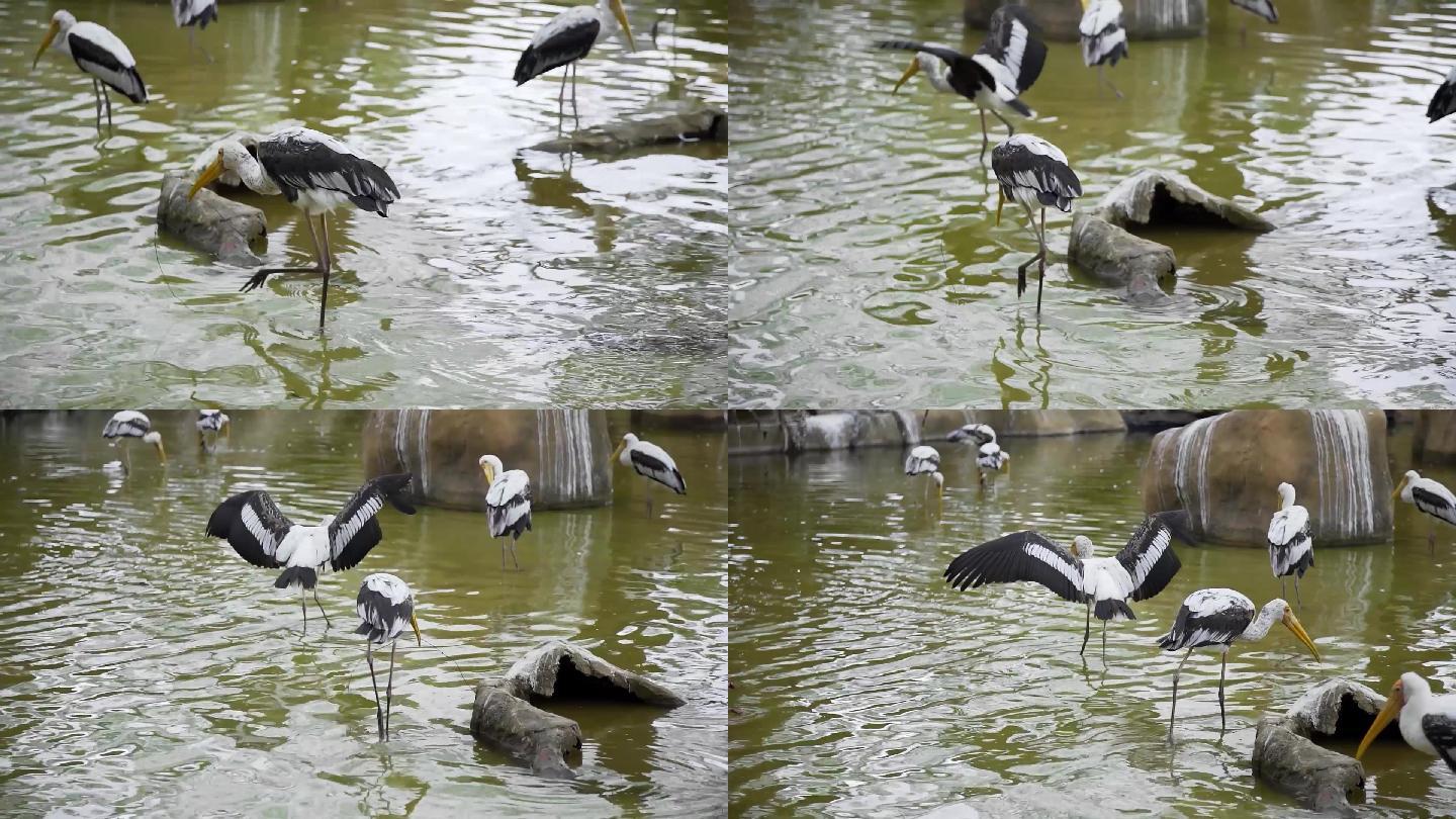 水中白鹤鸟群禽类