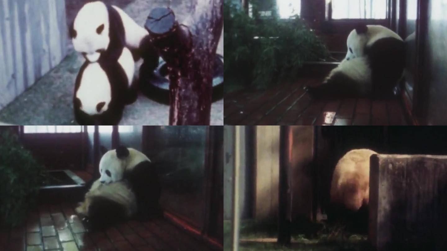 80年代东京大熊猫
