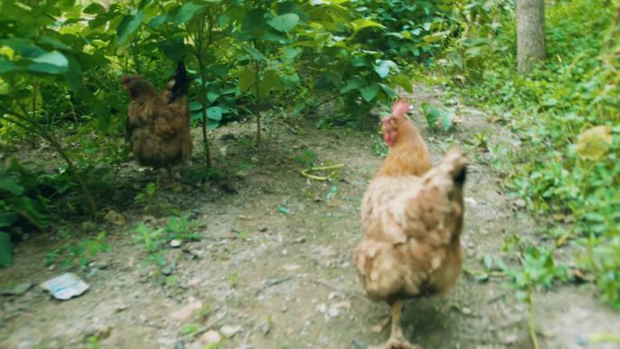 抓鸡山鸡土鸡捕猎野兽捕猎